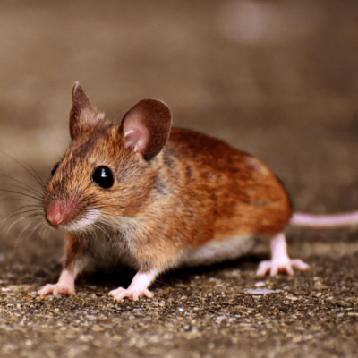 Wild Shield Mice Removal Services Irmo South Carolina